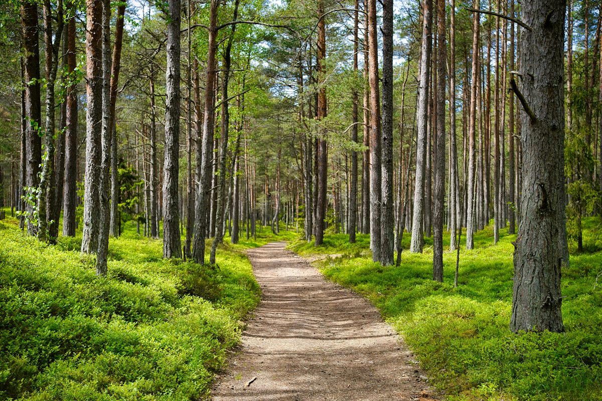 Sentier en sous-bois